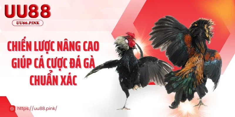 Chiến lược nâng cao giúp cá cược đá gà chuẩn xác