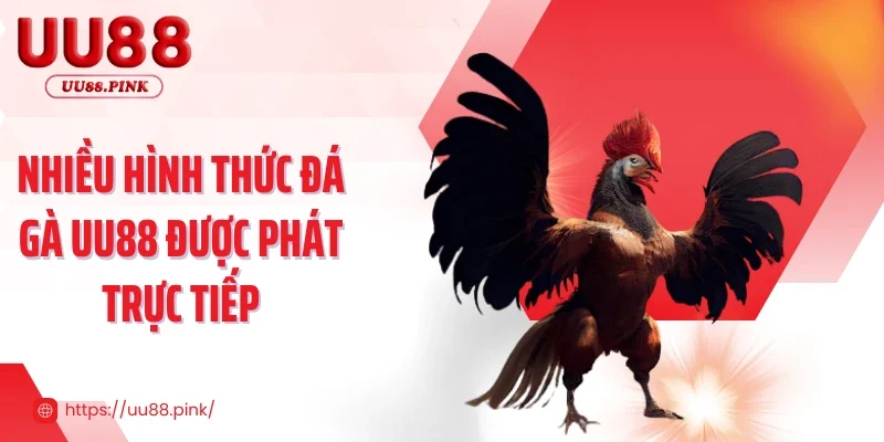 Nhiều hình thức đá gà UU88 được phát trực tiếp